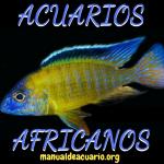 Grupo Whatsapp acuarios africanos