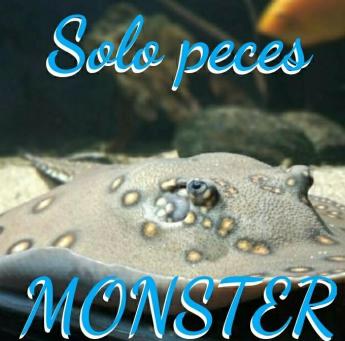 Grupo Whatsapp sólo peces monster