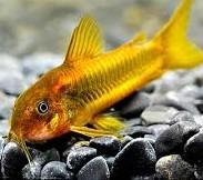 Corydoras sp. cf. Aeneus “Gold” Corydora Goldstripe, Coridora Raya de Oro, Corydora Raya de Oro de Perú