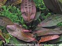 echinodorus red special