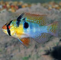 Mikrogeophagus Ramirezi Ciclido del Espolón, Ciclido Enano de Ramirezi, Espolón Azul, Microgeophagus Ramirezi, Ramirezi