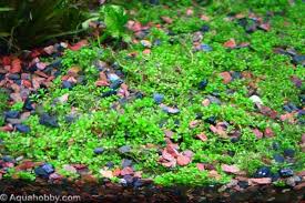 hemianthus calliitrichoides cuba