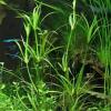 Juncus repens