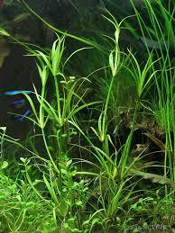 Juncus repens