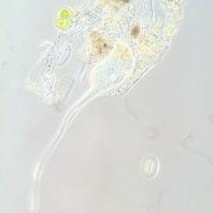 Lacrymaria olor with extended proboscis