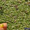 Lemna gibba common duckweed