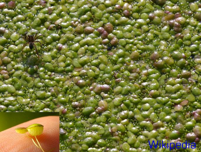 Lemna gibba common duckweed