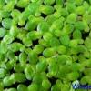 Lemna minor lesser duckweed