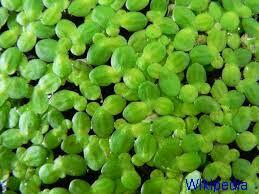 Lemna minor lesser duckweed