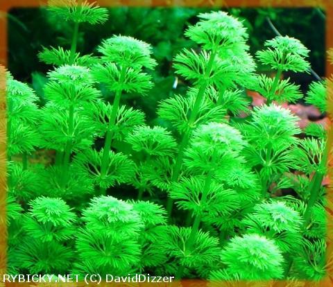 Limnophila sessiliflora