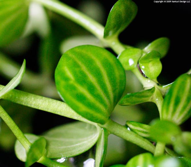 Lindernia rotundifolia