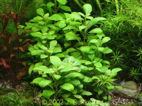 Lobelia cardinalis