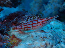 Longnose hawkfish at chole bay zanzibar jpeg