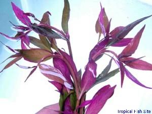 Alternanthera reinecki purple