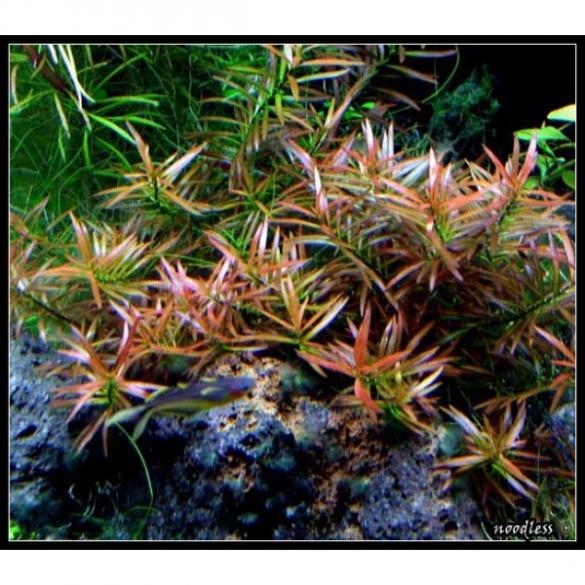 Ludwigia arcuata