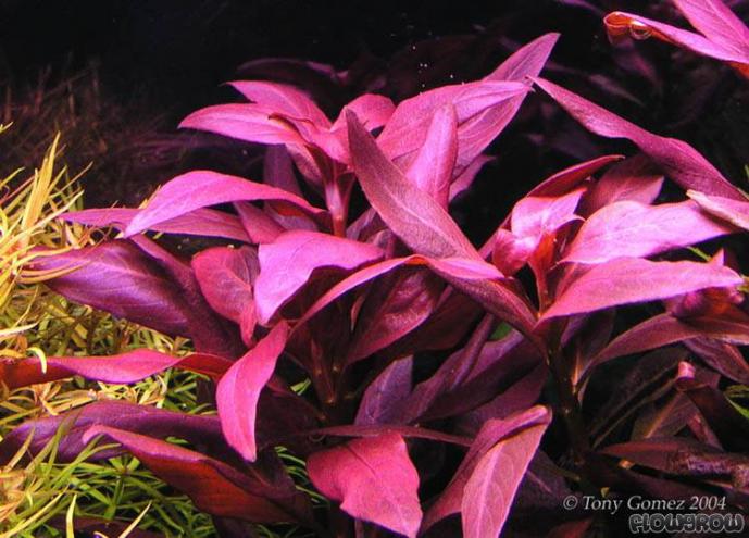 Ludwigia glandulosa perennis