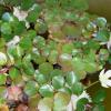 Ludwigia helminthorrhiza