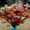 Ludwigia repens rubin