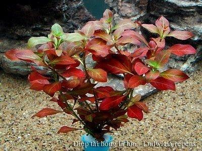 Ludwigia repens rubin