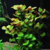 Ludwigia repens