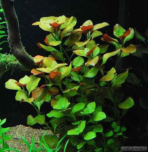 Ludwigia repens