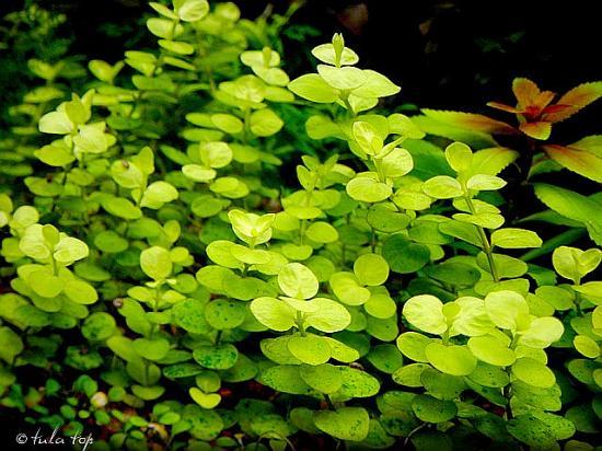 Lysimachia nummularia aurea