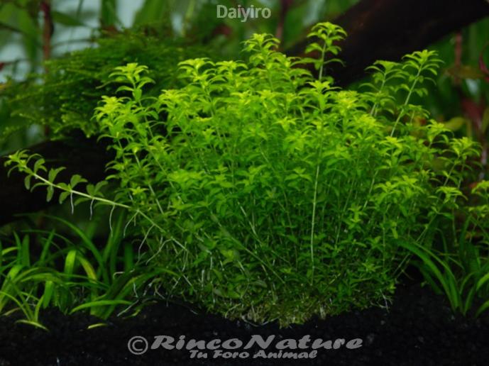 Micranthemum micrathemoides hemianthus micranthemoide