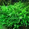 Microsorum pteropus narrow