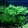 Microsorum pteropus windelov