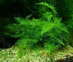 Musgo de taiwan taiwan moss taxiphyllum alternans 1