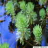 Myriophyllum aquaticum