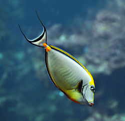 Naso elegans oceanopolis