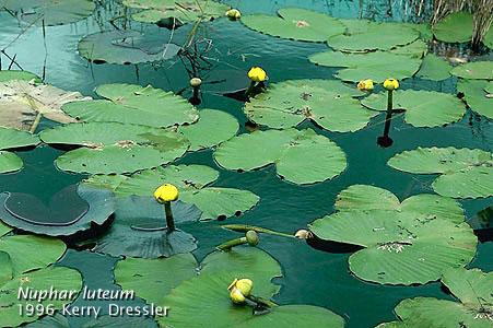 Nuphar lutea o nenufar amarillo