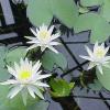 Nymphaea Odorata 1