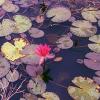 Nymphaea pubescens