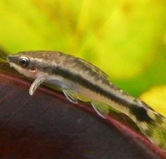 Otocinclus Vitatus