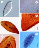 protoopalina pingi opalinidae microscopy tif