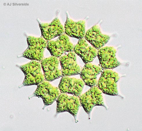 Pediastrum