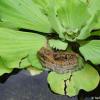 Pistia stratiotes lechuga de agua