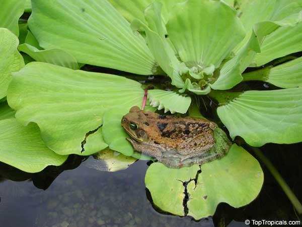 Pistia stratiotes lechuga de agua