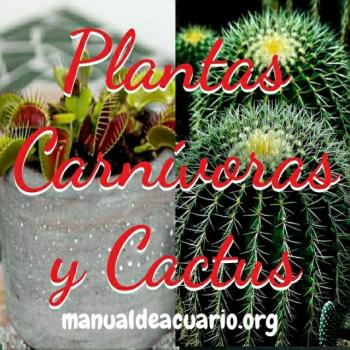 Planta carnivora y cactus 20190921 034958