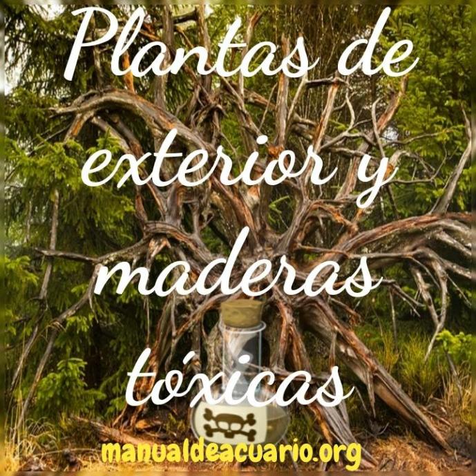 Plantas de exterior y maderas toxicas