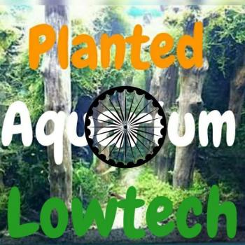 Planted aquarium lowtech 20181223 201142