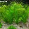 Pogostemon erectus o rotala verticillaris