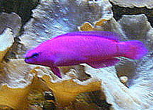 Pseudochromis fridmani