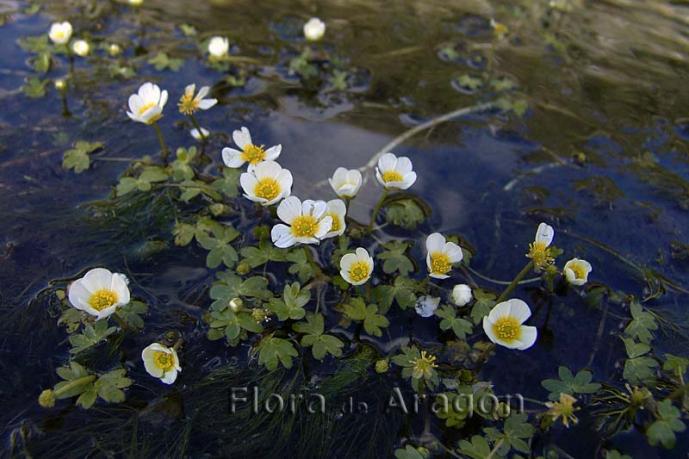 Ranunculus Aquatilis Ranunculus Acuatico