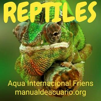 Reptiles comunidad aquaif 20190408 224637
