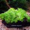 Riccia sp dwarf