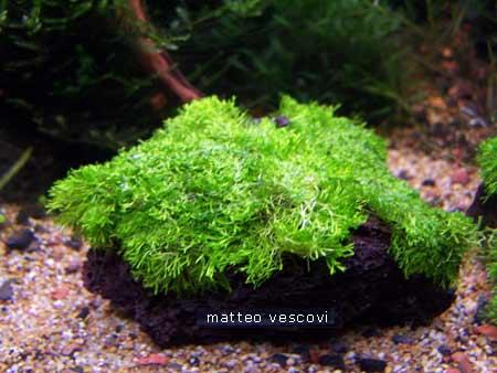 Riccia sp dwarf