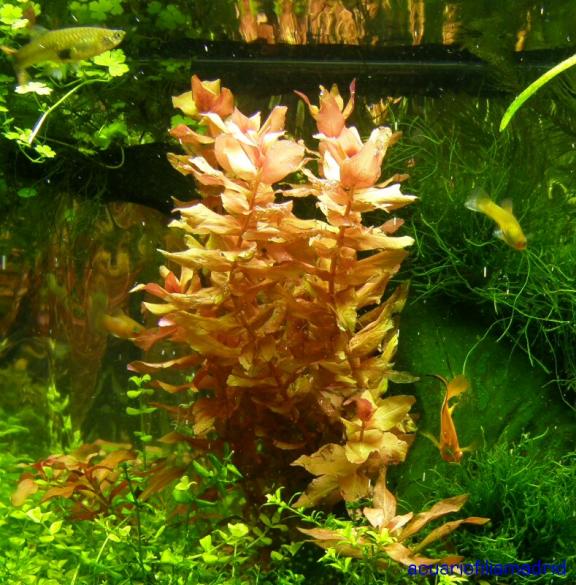 Rotala macandra o gigante